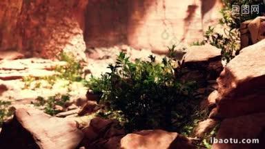 仙女洞里有植物的景象